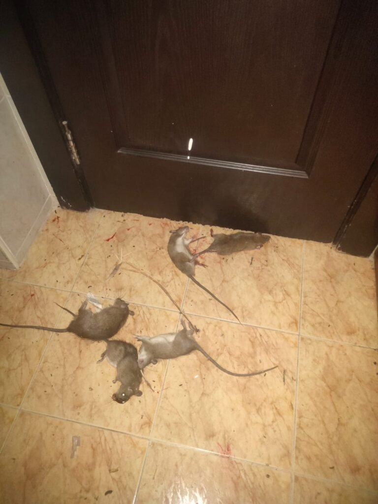 whatsapp image 2025 09 13 at 4.27.28 pm (1)